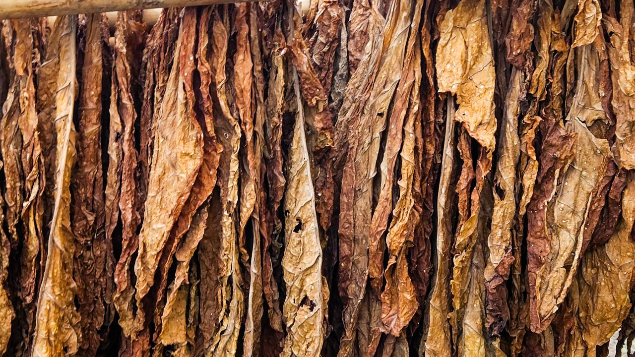 Qué son las nitrosaminas