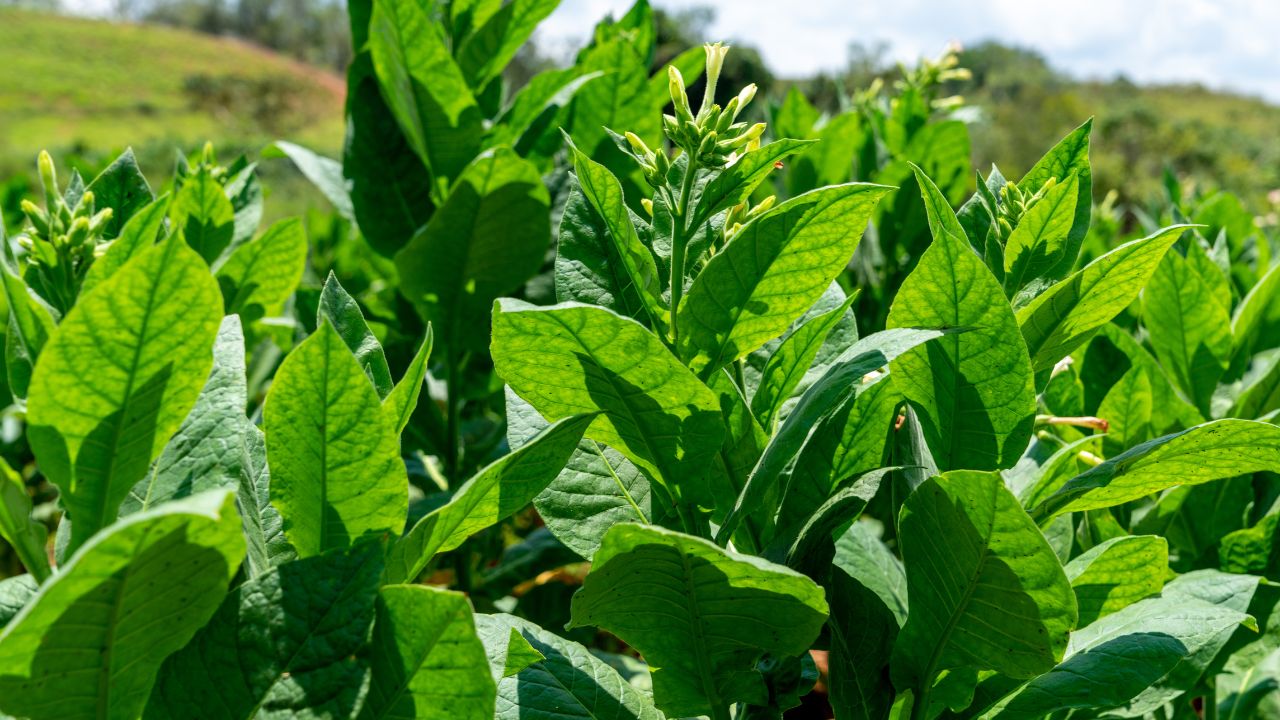 Nicotina sintética vs nicotina natural